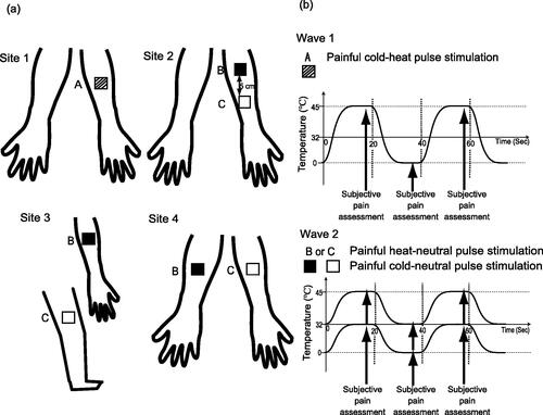 Figure 3. Conditions for the simultaneous application of painful thermal pulse stimulation. (a) Painful cold–heat pulse stimulation (pulse duration: 40 s), with one quantitative thermal stimulator device (device 1; A: hatched square) applied 5 cm from the fossa of the non-dominant forearm (site 1) (condition 1, control). Conditions with two quantitative thermal stimulator devices (devices 1 and 2; B or C: black square or white square) placed in the following locations: (1) on the non-dominant forearm, 5 cm apart (site 2) (condition 2, ipsilateral segmental integration); (2) on the non-dominant forearm and ipsilateral thigh (site 3) (condition 3, extra-segmental integration); and (3) on the bilateral forearms (site 4) (condition 4, contralateral segmental integration). Quantitative thermal stimulator devices were positioned 5 cm from the fossa of the forearm or knee. (b) Wave 1 shows an example of cold–heat pulse stimulation at temperatures of 0 °C and 45 °C, respectively (condition 1). Wave 2 shows an example of painful heat–neutral pulse stimulation (pulse duration: 40 s) at a heat temperature of 45 °C and painful cold–neutral pulse stimulation (pulse duration: 40 s) with a cold temperature of 0 °C. The neutral temperature was set at 32 °C (conditions 2, 3 and 4). Subjective sensations were assessed via open questioning for every 20 s interval. Devices 1 and 2 were randomly assigned as B or C.