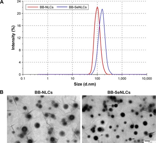 Figure 2 Characterization of BB-NLCs and BB-SeNLCs: particle size distribution (A) and morphology observed by TEM (B).Abbreviations: BB-NLCs, berberine-loaded nanostructured lipid carriers; BB-SeNLCs, berberine-loaded selenium-coated nanostructured lipid carriers; TEM, transmission electron microscopy.