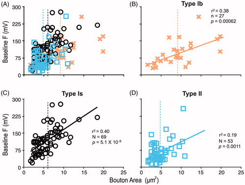 Figure 4. Correlation between GCaMP baseline fluorescence intensity with bouton area. (A) Baseline fluorescence intensity (F) vs. bouton size measured by maximum cross-sectional area for type Ib, Is and II boutons. Each symbol is color coded for type Ib (crosses), Is (circles) and II (squares). Dashed lines indicate the mean sizes. Linear regression between baseline fluorescence (F) and bouton area: (B) type Ib, (C) type Is, and (D) type II. The significant correlation may be accounted for by increasing fluorescence levels due to thickening of optical paths in larger boutons. 8–11 NMJs.