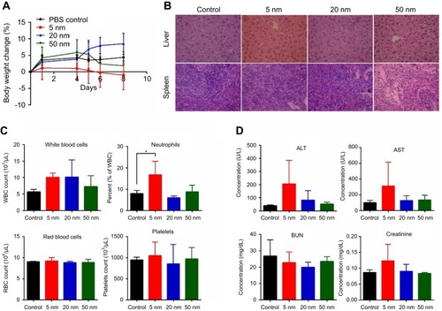 Figure 8 Body weight change (A), histopathological images of liver and spleen (B), blood cell counts (C) and serum chemistry (D) in BALB/c mice injected intravenously with different sized gold nanoparticles (AuNPs) at the dose of 0.5 mg/kg once a day for 5 days. The blood samples were collected on day 7 after the first dosage for blood cell counts and serum chemistry (hepatic and renal function panels) analysis. After 2 weeks, major organs including liver and spleen were excised for histopathological examination.*P<0.05, when compared with control.Abbreviations: RBC, red blood cell; WBC, white blood cell; ALT, alanine aminotransferase; AST, aspartate aminotransferase.