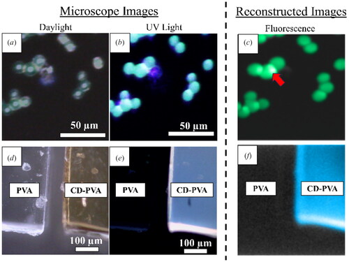 Figure 7. Microscope image of fluorescent microspheres under (a) daylight and (b) UV irradiation. (c) Fluorescence image results of the microspheres. Microscope image of PVA and CD-PVA films under (d) daylight and (e) UV irradiation, with (f) corresponding fluorescence image result.