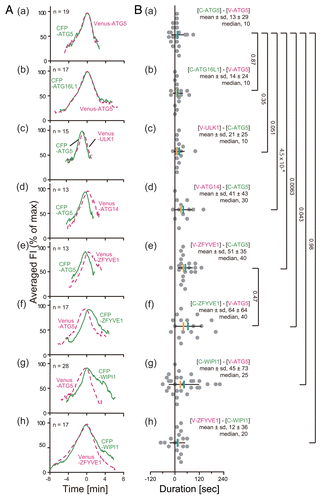 Figure 3. Lag of the peak time of accumulation between ATG proteins. (A) Average fluorescence intensity profiles of all data sets are plotted. The number of samples is indicated in each panel. (B) Histograms show the distribution for the time lag of the maximum peaks of fluorescence intensity profiles between the indicated pairs of CFP- and Venus-fused ATG proteins in (A). Black horizontal, and blue and red vertical bars indicate the standard deviation (sd), mean, and median, respectively. P values were obtained using the unpaired Student t-test between indicated pairs of proteins.