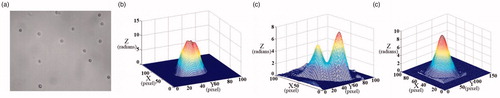 Figure 7. (a) The bright field micrograph of the neutrophil; (b–d) the 3D unwrapped phase images of different neutrophil.