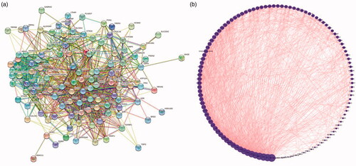 Figure 6. Protein interaction.