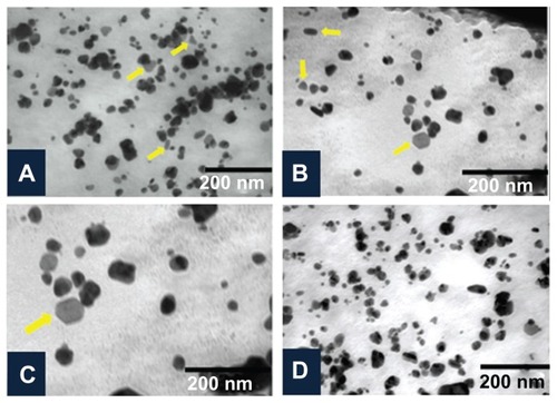 Figure 5 Characterization of silver nanoparticles formed with 1 mM AgNO3 and 5% Dioscorea bulbifera tuber extract at 40°C by transmission electron microscopy. (A) Silver nanotriangles and nanorods, (B) anisotropic silver nanoparticles, (C), silver nanohexagon, and (D) irregular silver nanoparticles.