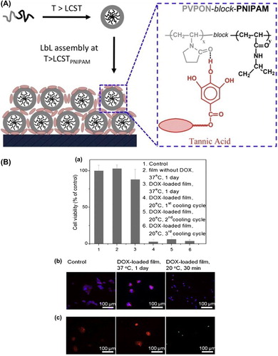 Figure 5. (A) Schematic illustration of the layer-by-layer assembly of PVPON-b-PNIPAM BCMs with TA into stable films at a temperature above PNIPAm's LCST. Right: hydrogen bonding formed between TA and BCMs within the LbL films. Reproduced with permission from reference (CitationZhu et al. 2013) Copyright Elsevier 2013. (B) (a) Cytotoxicity of [BCM/TA]40.5 films against MCF-7 cells after multiple temperature cycles between 37°C and 20°C. Films were immersed in culture medium at a constant temperature of 37°C, and then cooled down to 20°C for 30 min at cumulative time of 1, 2 and 3 days. After each 37°C/20°C cycling, the medium was separately collected and replaced with fresh medium at 37°C to start a new release cycle. MCF-7 cells cultured overnight were treated with collected medium samples for 24 h and analyzed by MTT assay to determine cell viability. (b) Immunofluorescence images of MCF-7 cells cultured for 24 h. F-actin was stained red with phalloidin-TRITC and cell nuclei stained blue with DAPI. (c) LIVE/DEAD staining of MCF-7 cultured for 24 h. Red = live; green = dead. Reproduced with permission from reference (CitationZhu et al. 2013) Copyright Elsevier 2013.