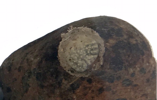 Figure 14. Spherical egg mass of Olinga feredayi (Trichoptera: Conoesucidae) showing a swollen spumaline outer layer with detritus attached.