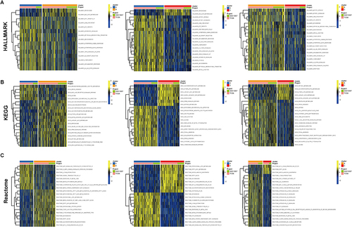 Figure 7 Functional enrichment analysis of tumor subtypes. Heatmap for enrichment analysis of 3 tumor subtypes in HALLMARK pathway (A), KEGG pathway (B), and Reactome pathway (C) by GSVA analysis.