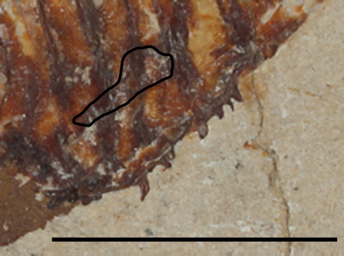 FIGURE 6. Flagellipinna rhomboides, gen. et sp. nov., MNHN.F.HAK2003, holotype, remains of pelvic girdle. Scale bar equals 1 cm.