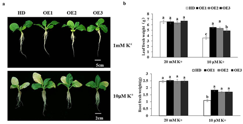 Figure 3. Analysis of transgenic Nt GF14e tobacco growth. (a) Observation of the growth phenotype. (b) Fresh weight of leaf and root. The data are presented as the means ± SDs of three biological replicates. Different letters indicate significant differences at p < 0.05. HD, control. OE1- OE3, overexpressing Nt GF14e tobacco.