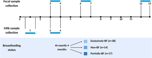 Figure 1. Timeline of sample collection and division by breastfeeding status.