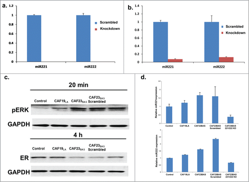 Figure 5. Knockdown of hMAPK miR221/222 prevents CAF mediated ER repression. (A) qPCR data showing levels of miR 221 and miR 222 in CAF23BAS cells after knockdown. (B) qPCR data showing levels of miR 221 and miR 222 in CAF23BAS conditioned media after knockdown. (C). Western blot data showing effect on pERK and ER of MCF-7lt/E2- cells after treatment with CAF23BAS miR221/222 knockdown conditioned media. GAPDH used as loading control d. qPCR data showing the miR221 and 222 expression in MCF-7/ltE2- cells after treatment with CAF23BAS miR221/222 knockdown conditioned media.