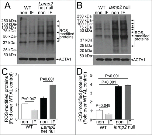 Figure 7. Intermittent fasting (IF) modulates myocardial ROS levels. (A and B) Representative immunoblot demonstrating abundance of ROS-modified (carbonylated) proteins in cardiac extracts from Lamp2 heterozygous null (A) and lamp2 null mice (B), together with respective wild-type controls, on a fed day after intermittent fasting or in nonfasted ad libitum fed controls (non). (C and D) Quantification of prominent bands (marked with arrows) from immunoblots in (A and B), respectively. N = 3 /group. P is by post-hoc analysis after one-way ANOVA.