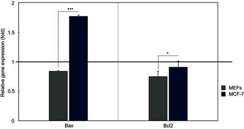 Figure 1 Effects of BCc1nanoparticle on the relative expression level of Bax and Bcl2 genes in MCF-7 compared with MEF cells. The black horizontal line shows the onefold enrichment cutoff criteria; data are expressed as mean ± SD; asterisks show datasets that are significant at different levels: * p<0.05, ** p<0.01, *** p<0.001.Abbreviations: MEF, mouse embryonic fibroblast; MCF7, Michigan Cancer Foundation-7.