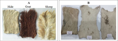 Figure 4. Dehairing of goat, sheep, and cattle skins/hides with crude keratinase from B. subtilis ES5. Skins/hide without keratinase treatment (A) and skins/hide treated with keratinase (B). The dehaired pelt showed elastic qualities.