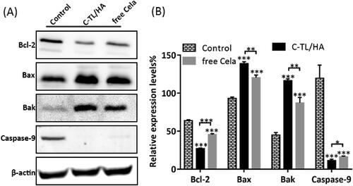 Figure 7. (A) Protein expression of HepG2 cells after treatment with free Cela and C-TL/HA for 24 h. (B) Relative expression levels of proteins assessed by western blot analysis, *p < 0.05, **p < 0.01, ***p < 0.001, vs Control.