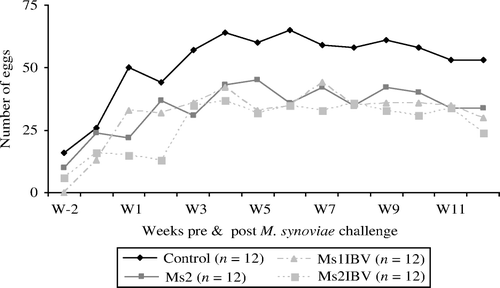 Figure 1.  Weekly egg production per experimental group was registered from 2 weeks (W-1 and W-2) before M. synoviae EAA challenge until W12 after mycoplasma inoculation. Ms1 is not included as results were influenced by egg picking. Control = not inoculated; Ms1 = single inoculation with M. synoviae EAA strain; Ms2 = double inoculation with M. synoviae EAA strain; Ms1IBV = IBV inoculation prior to the inoculation of the M. synoviae EAA strain; Ms2IBV = IBV inoculation prior to the first inoculation of the M. synoviae EAA strain.