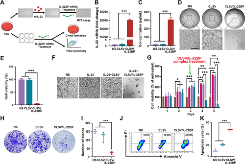 Figure 4 CLSV/IL-22BP complex inhibited C26 cell proliferation in vitro. (A) The experimental design of CLSV/IL-22BP complex in C26 cells. (B) Q-PCR analysis of the expression of IL-22BP mRNA in C26 cells (***P < 0.001). (C) ELISA analysis of the expression of IL-22BP protein in C26 cells supernatant (***P < 0.001). (D) Images analysis of the proliferation-inhibition effect of CLSV/IL-22BP complex (scale bar: 200 μm). (E) MTT analysis of the proliferation-inhibition effect of CLSV/IL-22BP complex (***P < 0.001). (F) Images analysis of the proliferation-promoting effect of IL-22 and neutralized by CLSV/IL-22BP complex (scale bar: 100 μm). (G) MTT analysis of the proliferation-promoting effect of IL-22 and neutralized by CLSV/IL-22BP complex (*P < 0.05, **P < 0.01, ***P < 0.001). (H and I) Clonogenic assay analysis of the proliferation-inhibition effect of CLSV/IL-22BP complex (***P < 0.001). (J and K) Flow cytometry analysis of the apoptosis effect of CLSV/IL-22BP complex (***P < 0.001).