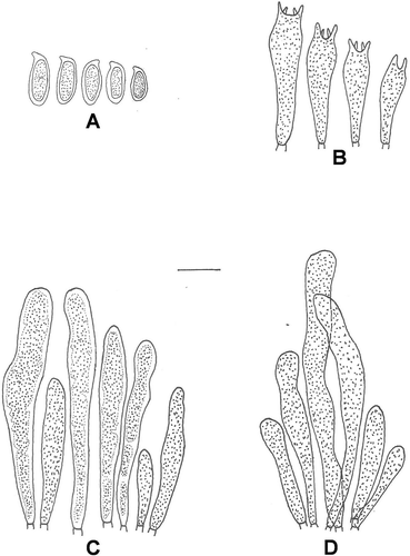 Figure 3. Microscopic line drawings of Suillus indicus (holotype): A. Basidiospores; B. Basidia; C. Pleurocystidia; D. Cheilocystidia. Scale bar: A–D = 10 µm.
