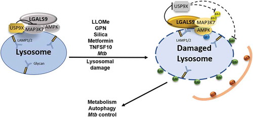 Figure 1. Model depicting the galectin-ubiquitin-governed signal transduction system for AMPK activation in response to lysosomal damage. At resting state, USP9X’s tonic presence and activity inhibits activation of MAP3K7/TAK1, which is associated with LGALS9 and AMPK on or in the vicinity of the lysosomal surface. Following lysosomal membrane damage, LGALS9 recognizes and contacts the exposed glycosylation groups decorating lumenal domains of lysosomal proteins such as LAMP1/2. This triggers USP9X departure from damaged lysosomes, promoting MAP3K7/TAK1 K63-ubiquitination followed by AMPK activation and its various outputs such as autophagy induction, metabolic reprograming, and control of intracellular Mycobacterium tuberculosis.