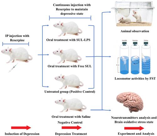 Figure 1 Study design of reserpine induced depression in male Wister rats. Rats with induced depression treated by oral administration of either SUL-LPS or free SUL at a dose equivalent to 15 mg/kg/day for 3 weeks. The efficacy of antidepressant was assessed according to three aspects: animal observation, locomotor activities and level of neurotransmitters and oxidative stress parameters in the brain.
