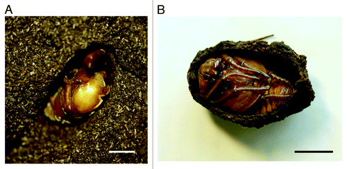 Figure 1. Pupae and pupal cells of two Scarabaeidae species. (A) A male pupa of Trypoxylus dichotoma (Dynastinae) with a long head horn residing in a fragile cell. (B) A pupa of Dicronorhina derbyana (Cetoniinae) residing in a hard cell. Note that humus surrounding the cells was removed. Scale bar = 1 cm.
