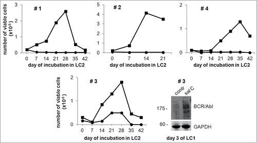 Figure 4. Salarin C inhibits Culture-Repopulation Ability of primary CML cells incubated in low oxygen. Bone marrow cells explanted from 4 CML patients (#) were treated (circle) or not (square) at time 0 with a single dose of 1 µM salarin C and incubated at 0.1% oxygen (LC1). On day 7 of LC1, cells were transferred to secondary cultures (LC2) established in the absence of salarin C and incubated therein in normoxia. Trypan blue-negative cells were counted at the indicated timepoints of LC2. The graphs represent data from one experiment. In the case of patient # 3, cells treated or not (contr) at time 0 with 1 µM salarin C (sal C) and incubated at 0.1% oxygen for 3 days were lysed in Laemmli buffer and lysates subjected to immuno-blotting with anti-Abl antibody, which, due to the marked MW difference, made it possible to detect BCR/Abl. Anti-GAPDH antibody was used to verify equalization of protein loading
