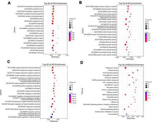 Figure 3 GO and KEGG enrichment analysis of potential targets of PCA for diabetic cataract treatment. (A) Cellular component enrichment of potential targets; (B) molecular function enrichment of potential targets; (C) biological process enrichment of potential targets; (D) KEGG pathway analysis of potential targets. The y-axis shows significantly enriched categories of the target genes, and the x-axis shows the rich factor (P < 0.05). Rich factor stands for the ratio of the number of target genes belonging to a term to the number of all the annotated genes located in all terms. The higher Rich factor represents the higher level of enrichment. The size of the dot indicates the number of target genes in the term, and the color of the dot reflects the different p value range.