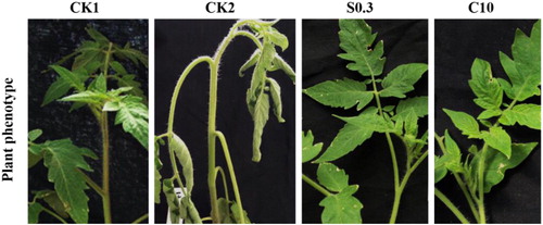 Figure 1. Plant phenotype on the third day of drought stress. CK1, control group with normal watering; CK2, control group with drought only; S0.3, exogenous SA group with drought; and C10, exogenous CaCl2 group with drought.