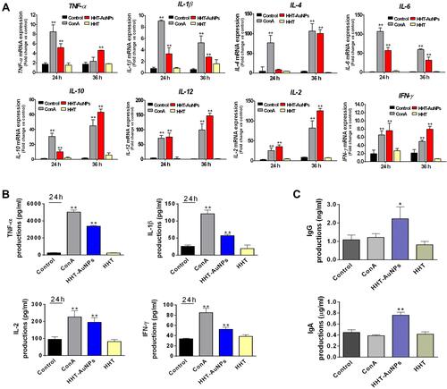 Figure 8 Immunostimulatory effects of HHT-AuNPs on mouse splenocytes. (A) Analysis of mRNA expression levels (TNF-α, IL-1β, IL-4, IL-6, IL-10, and IL-12) after HHT-AuNPs or HHT treated in splenocytes at different times; (B) TNF-α, IL-1β, IFN-γ, and IL-2 levels in the culture media of splenocytes. (C) Effect of HHT-AuNPs on immunoglobulin (IgG and IgA) levels in splenocytes. All values are expressed as mean ± S.D. *p < 0.05, **p < 0.01 vs control group.