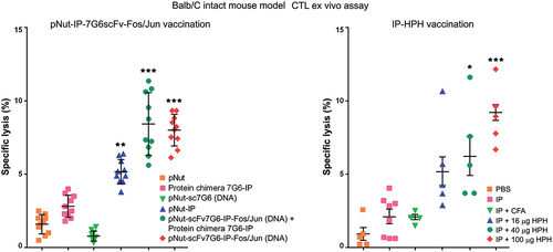 Figure 6. Immunization with the genetic construct pNut-IP-7G6scFv-Fos/Jun boosted with protein chimera 7G6-IP Fos (left), or with HPH-adjuvanted IP (right) induces strong CTL activity in intact Balb/C mice. After the last immunization, cells from the spleen and lymph nodes were isolated and incubated together with influenza virus-infected 3T3 cells in effector: target cell ratio of 40:1. The concentration of LDH in the supernatant was measured by a commercial CytoTox assay. Results are expressed as the mean value ±SD of triplicates. p values were calculated using the two-way ANOVA test (*p < 0.05, **p < 0.01, *** p < .001), in comparison to pNut-treated or PBS-treated controls.