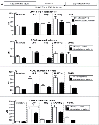 Figure 4. MoDCs from mesothelioma patients do not fully upregulate CD83, CD40 and CD86 in response to maturation stimuli. Immature MoDCs generated from mesothelioma patients and age-matched volunteers were stimulated with LPS (a) and cell surface molecules analyzed by flow cytometry. Pooled data of the percentages of cells positive for CD11c (b), CD40 (d), CD86 (f) and CD83 (h). Surface expression levels were measured and shown as MFIs of CD11c (c), CD40 (e), CD86 (g) and CD83 (i) in mesothelioma patients (n = 46) vs. age matched (n = 27) iMoDCs. Pooled data is shown as mean ± SE.