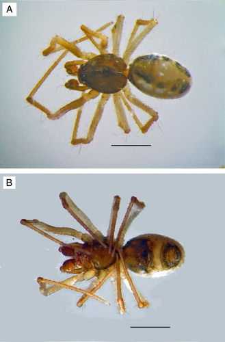 Figure 1. Habitus views of male Coleosoma octomaculatum. A, dorsal; B, ventral. Scale bars = 0.5 mm.