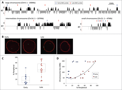 Figure 1. Late replicating chromatin on large chromosomes resides at the nuclear periphery. (A) Replication timing profile of a large (Chr4), intermediate (Chr14) and small (Chr21) chromosome in GM06990 lymphoblastioid cells (adapted from replicationdomain.org, visualized on http://genome.ucsc.edu; E = early, L = late replicating regions). Gaps mark centromere locations or unmapped NOR repeat regions. Above the tracks blue (=early) and red (=late) bars indicate the positions of BAC FISH probes used in the analysis. (B) FISH images illustrating the localization of an early (left 2 panels) and late (right 2 panels) replicating region. Each pair of images represents a single z-section through the nucleus showing one of the alleles. (C) Localization of early and late regions sampled from 6 chromosomes vis-à-vis the nuclear periphery. Early replicating loci exhibit lower peripheral association than late replicating loci (percentage of alleles contacting the lamina; Tukey boxplot). (D) Peripheral localization of early and late replicating loci as a measure of the size of the chromosome the probes are located on. Data is the same as in C. The exponential best fit curve illustrates the correlation between chromosome size and peripheral localization of late replicating loci.