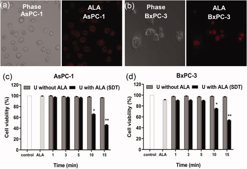 Figure 3. The (a) AsPC-1 and (b) BxPC-3 cells were incubated with 2.2 µM ALA for 3 h and observed by confocal microscope with or without the 3 h incubation with ALA. The amount of ALA is the quantity of ALA contained when the ratio of ALA loaded MBs number and cell is 20:1. (c) AsPC-1 and (d) BxPC-3 cells viability were tested 24 h after exposure to ultrasound for 1, 3, 5, 10 or 15 min. *p < .05, **p < .01 compared with the control group.