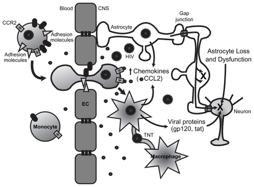 Figure 1 Mechanisms of HIV-mediated CNS damage. HIV infection of peripheral blood mononuclear cells, particularly monocytes, leads to enhanced expression of adhesion molecules and chemokine receptors such as CCR2. This results in increased transmigration of infected cells. HIV enters the CNS through a “Trojan horse” mechanism, crossing the blood–brain barrier, formed by endothelial cells and astrocyte end feet, within infected monocytes. Once inside the CNS, infected monocytes can differentiate into macrophages and secrete a number of inflammatory mediators, particularly chemokines such as CCL2 that further enhance transmigration of immune cells across the blood–brain barrier. HIV infection of macrophages increases the numbers of TNT that connect with other macrophages. HIV or HIV proteins may travel within or on TNT, facilitating viral spread. Infected cells also secrete viral proteins such as gp120 and tat that are toxic to neurons. HIV can infect astrocytes at low levels. Infected astrocytes transfer signals to neighboring uninfected astrocytes and neurons. These signals are transferred through gap junctions and result in apoptosis (X) in both astrocytes and neurons. Astrocytes are necessary for the metabolic maintenance of neurons. Thus, the astrocyte loss and dysfunction that occurs with HIV infection also results in metabolic dysregulation and neuronal toxicity.