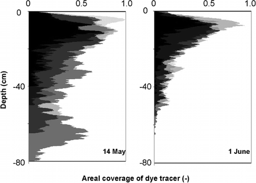 FIGURE 9. Depth profile of areal coverage of pixels stained with dye tracer for all profiles excavated on 2 dates of the 2001 snowmelt at Gd St Bernard (2450 m a.s.l.). Consecutive profiles from the same date superimposed on each other