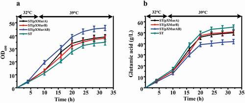 Figure 3. Effect of overexpression of murA or/and murB on growth and glutamate production of ST. (a) Cell growth of these strains. (b) Glutamate production of these strains.