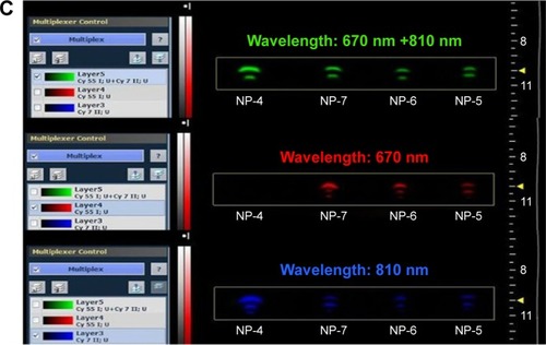 Figure 4 Comparison of PA properties of NIR-PluS NP preparations.Notes: Representative PA spectra of 0.5 µM NIR-PluS NP suspensions in (A) PBS and (B) blood. Spectra were measured over the wavelength range of 680–970 nm. (C) Imaging comparison of PA amplitudes of 0.5 µM NIR-PluS NP suspensions in blood (NP-4, NP-7, NP-6, and NP-5). Multispectral unmixing method was applied to the PA data to visualize the contribution of each dye.Abbreviations: PA, photoacoustic; NIR, near infrared; NIR-PluS NPs, NIR-emitting pluronic-silica nanoparticles; PBS, phosphate-buffered saline; NP, nanoparticle.