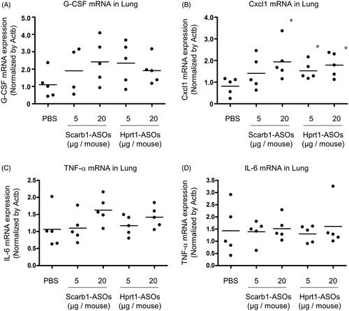 Figure 5. The effect of Scarb1-ASOs and Hprt1-ASOs on the inflammatory cytokine mRNA expression in the lungs. Scarb1-ASOs or Hprt1-ASOs were intratracheally administered to C57BL/6 mice. One day after the administration, the lung was collected, and the expression of G-CSF (A), Cxcl1 (B), TNF-α (C), and IL-6 (D) mRNAs was measured. The dots indicate each measurement in mice (n = 5). Horizontal bars indicate the mean values. *p<.05 by Wilcoxon’s rank sum test.