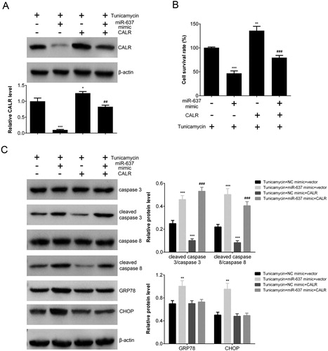 Figure 4. CALR overexpression reversed the pro-apoptosis effects of miR-637 in TM-treated cells. (A) The expression of CALR in AGS cells transfected with CALR and/or miR-637 mimic analyzed by Western blot. (B) The cell survival rate (when transfected with CALR and/or miR-637 mimics) analyzed by CCK-8 assay. (C) The level of apoptosis proteins analyzed by Western blot. **p < 0.01 and ***p < 0.001 vs. NC mimic, ##p < 0.01 and ###p < 0.001 vs. NC inh.