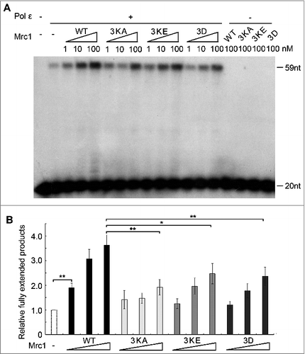 Figure 4. The polymerase stimulation activity of Mrc1 is abrogated in the DNA-binding defective or phospho-mimetic mutants. (A) Primer extension assays were conducted as described in Fig. 1E in the presence of increasing amount of Mrc1 WT or mutant proteins (0–100 nM). 100 nM Mrc1 proteins alone (WT, mrc1-3KA, mrc1-3KE or mrc1-3D) were examined in parallel to confirm that they do not contain any contaminating DNA polymerase activity. (B) Quantification of (A) from three independent repeats. The fully extended primers were quantified by Typhoon ImageQuant. The activity of DNA polymerase alone was normalized to 100%. Mean ± SD are shown from three independent experiments. Statistical significance was measured using Student's t-test. **P < 0.01; *P < 0.05; n.s., not significant.