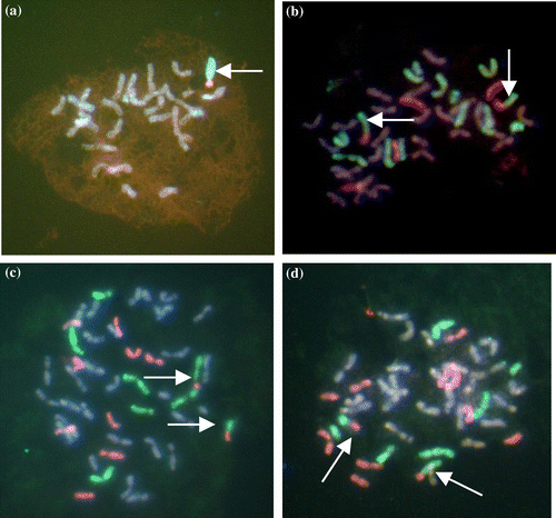 Figure 2. E/R translocated chromosomes: (a) An F4 cell of line 5 with 28 chromosomes including one R (green) genome chromosome plus an E/R translocated chromosome (arrowed); (b) an F4 cell of line 4a showing four E genome chromosomes, 10 plus two telo R genome chromosomes plus two E/R translocated chromosomes (arrowed); (c) an F4 cell of line 4a showing eight E genome chromosomes, seven R genome chromosomes plus two E/R translocated chromosomes (arrowed); (d) an F4 cell of line 4a showing 10 E genome chromosomes, five plus telo R genome chromosomes plus two E/R translocated chromosomes (arrowed).
