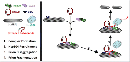 FIGURE 3. Proposed model of Cpr7-Hsp90-Swa2 cooperation and complex formation in [URE3] prion fragmentation. Hsp70 is recruited to [URE3] aggregates by formation of a chaperone bridge. Cpr7, bound to the aggregate, complexes with the EEVD of one Hsp90 monomer at its TPR domain while Swa2, bound to Hsp70 at its J-domain, complexes with the EEVD of the other Hsp90 monomer via the Swa2 TPR domain. This multi-chaperone protein complex allows Hsp70 to productively recruit Hsp104 and enhance prion fragmentation.