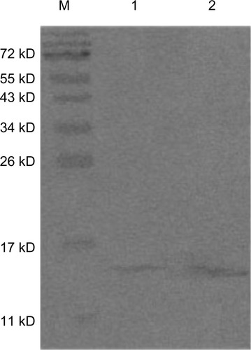 Figure 4 Western blot of rCmP-loaded PLGA nanoparticles with serum from patient.Notes: M, marker; 1, PLGA-rCmP; 2, rCmP.Abbreviations: PLGA, poly(lactic-co-glycolic acid); rCmP, recombinant Caryota mitis profilin.