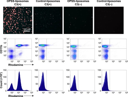 Figure 2 OPSS-liposomes are internalized by white blood cells with CR3.Notes: Uptake of liposomes was detected by the presence of rhodamine in the cells. Binding of complement C3 to OPSS-liposomes directs internalization into cells via CR3 (CD11b). Non-OPSS-liposomes (control) display limited internalization by cells. OPSS-liposomes and control-liposomes are not readily internalized into cells when incubated in serum depleted of complement C3 (C3−), demonstrating the necessity of the C3–OPSS complex for internalization.Abbreviations: CR3, complement receptor 3; OPSS, orthopyridyl disulfide.