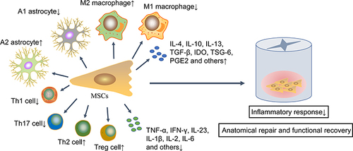 Figure 2 MSCs improve SCI prognosis via immunomodulatory effects. These transplanted MSCs inhibit an excessive inflammatory response by up-regulating anti-inflammatory immune cells and associated cytokines and down-regulating the pro-inflammatory immune cells and associated cytokines, thereby promoting anatomical repair and functional recovery.