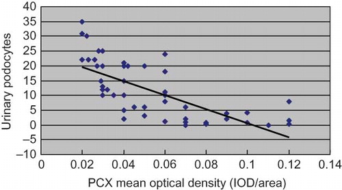 Figure 3. Correlation analysis between the urinary podocyte counts of IgAN patients and the glomerular expression of PCX.