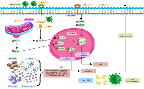 Figure 1. The underlying immuno-regulatory mechanisms accompanied by T cell-dependent protective response or chemokine-mediated inflammatory response.