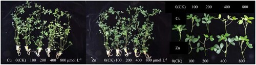Figure 1. Effects of Cu and Zn treatment on plant phenotype of alfalfa plants.